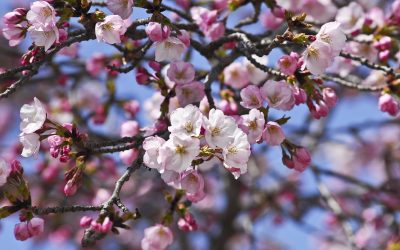 Sakura’s Call to Mindfulness, Mindfulness’ Call to Gratitude