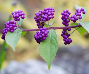 beautyberry plant