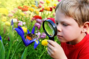 boy observing butterfly on a flower