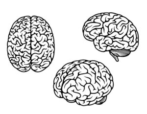 human brain at three different angles